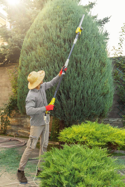 How Our Tree Care Process Works  in  Pine Lakes, FL