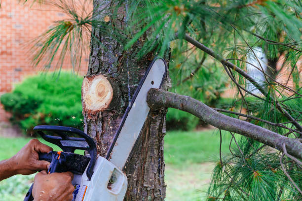 Pine Lakes, FL Tree Removal Company